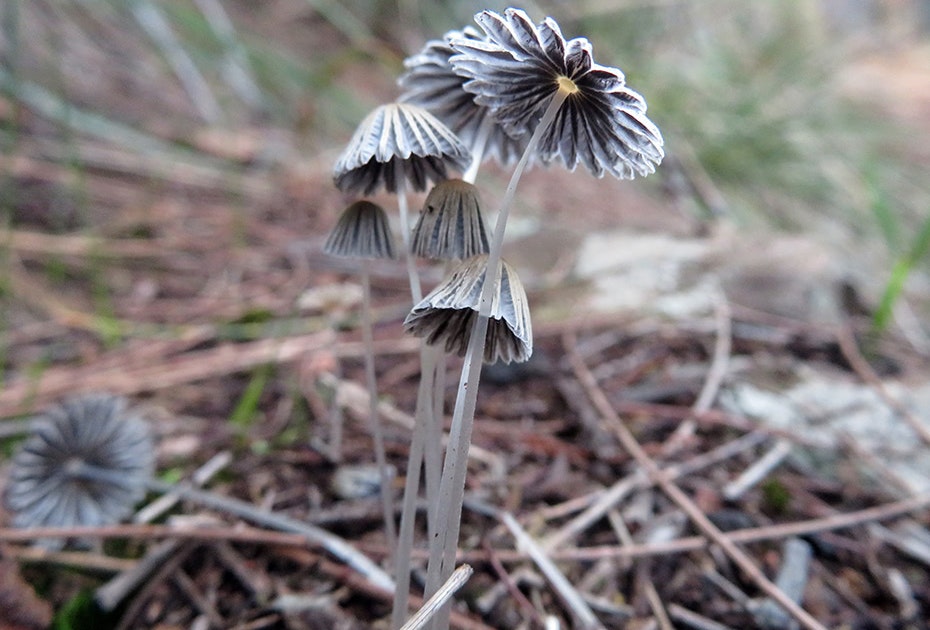 Small bunch of mushrooms with a pleated cap