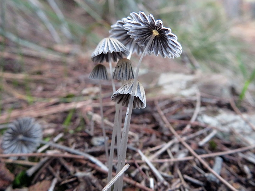 Small bunch of mushrooms with a pleated cap