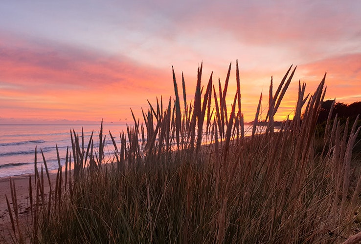 Sunrise seen through reeds on the beach 
