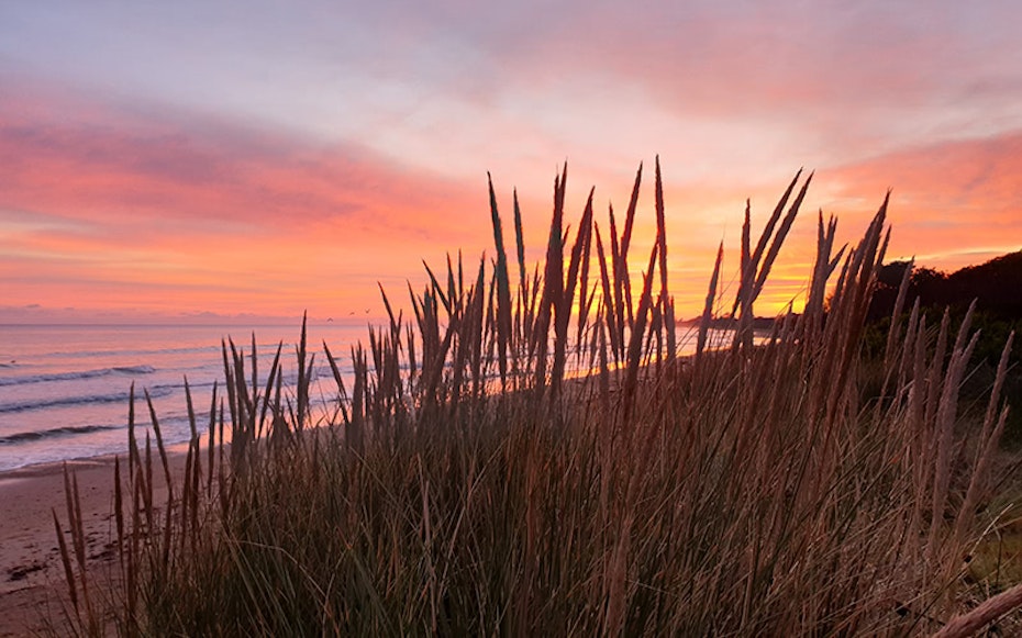 Sunrise seen through reeds on the beach 