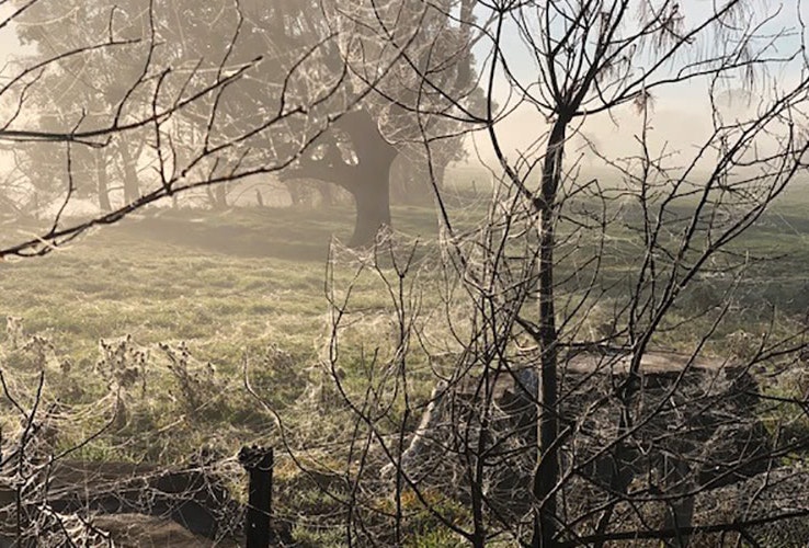 Paddock of trees covered in spider webs