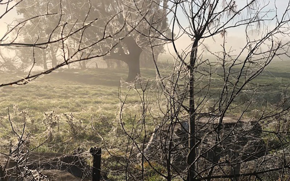 Paddock of trees covered in spider webs