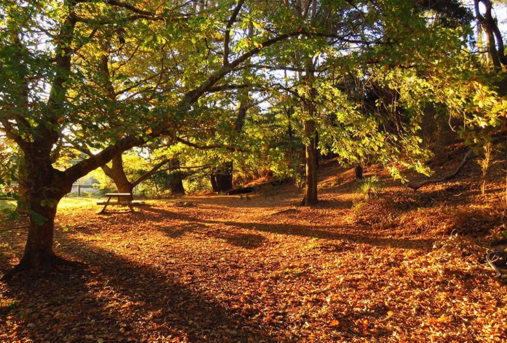 Secluded camping area covered in autumn leaves