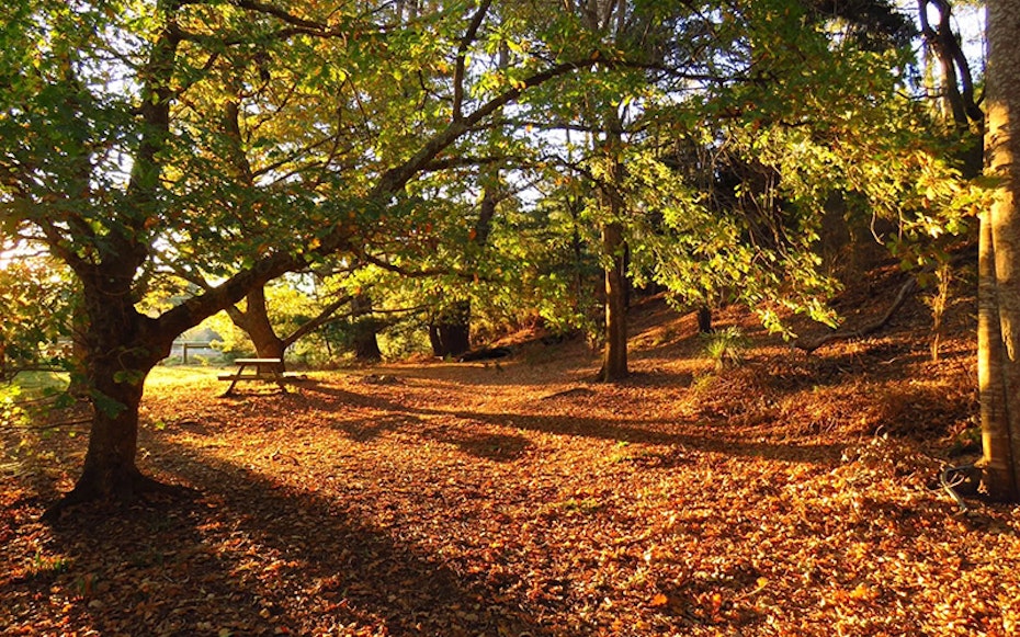 Secluded camping area covered in autumn leaves