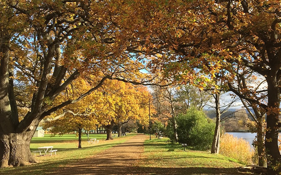 Autumn trees framing a path in the park