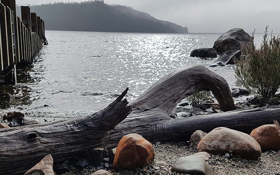 Weathered tree washed up on rocky beach next to jetty