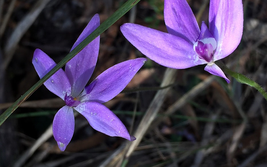 Bright purple flowers