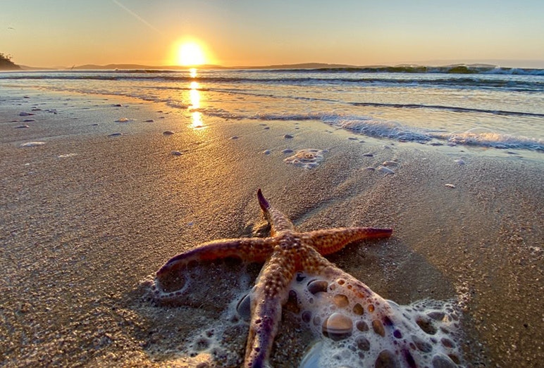 Starfish and sunrise at Kingston Beach