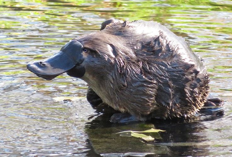 Platypus at the Salmon Ponds