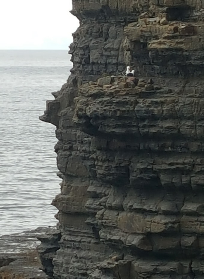Gull sitting on cliff face