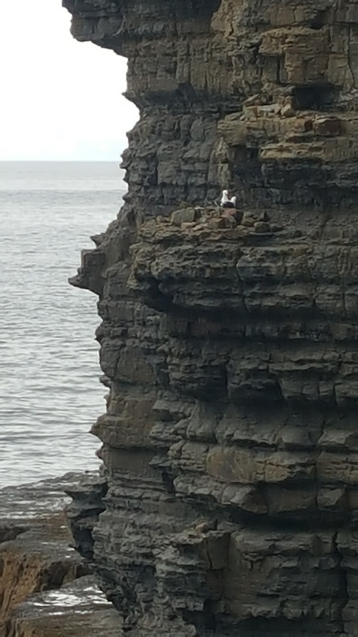 Gull sitting on cliff face