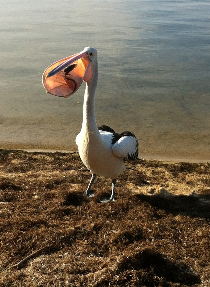 Pelican eating a fish on the beach