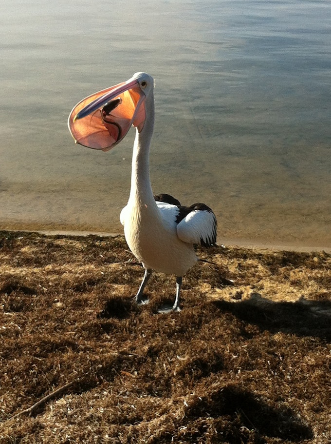 Pelican eating a fish on the beach