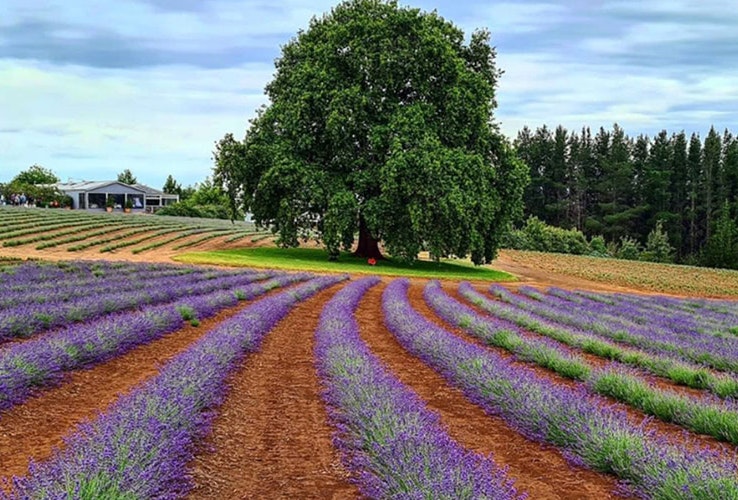 A field of purple lavender