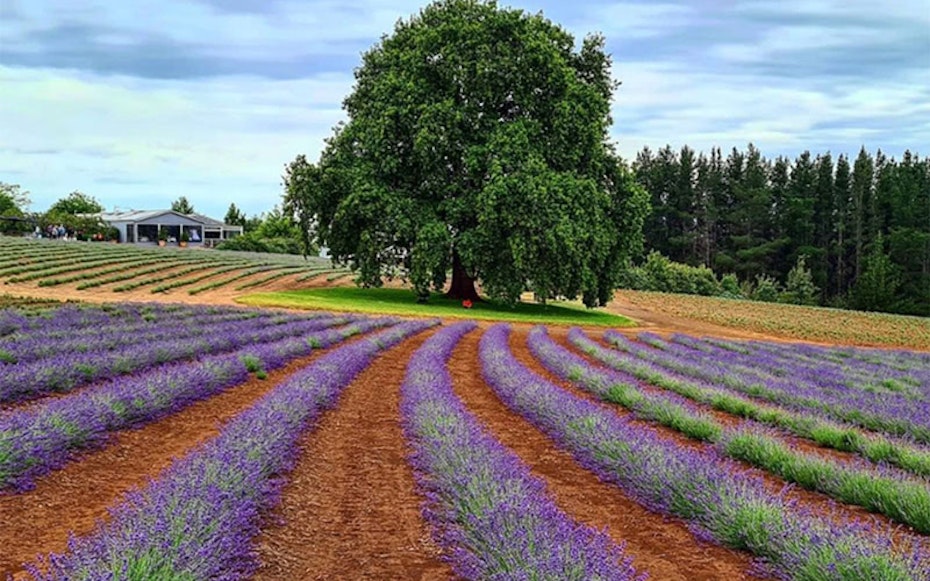 A field of purple lavender