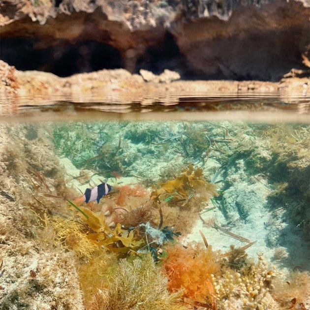 Underwater view of coral, seaweed and fish on Flinders Island