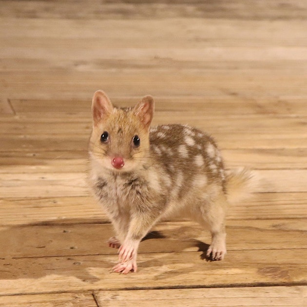 Quoll on Bruny Island