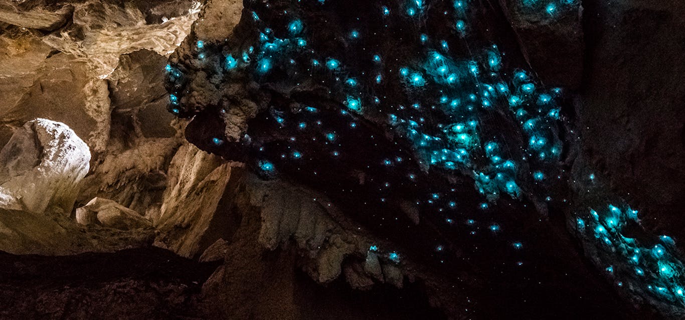 Glow worms, Mystery Creek Cave