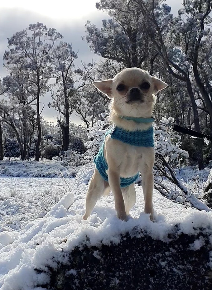 Dog in the snow.