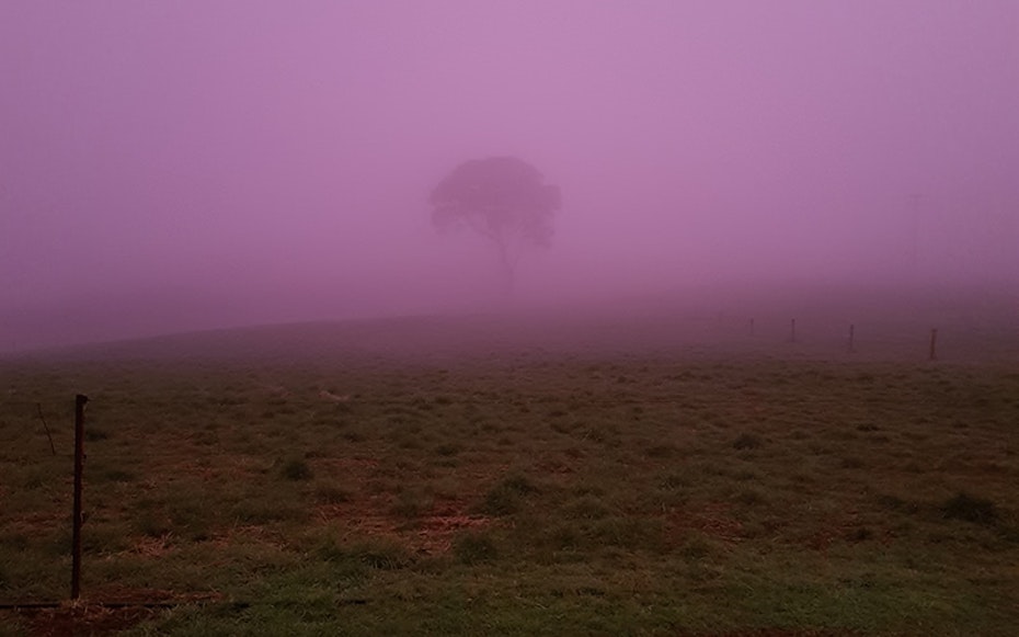 Pink fog.