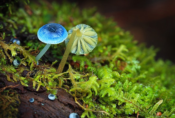 Blue mushrooms in the Tarkine