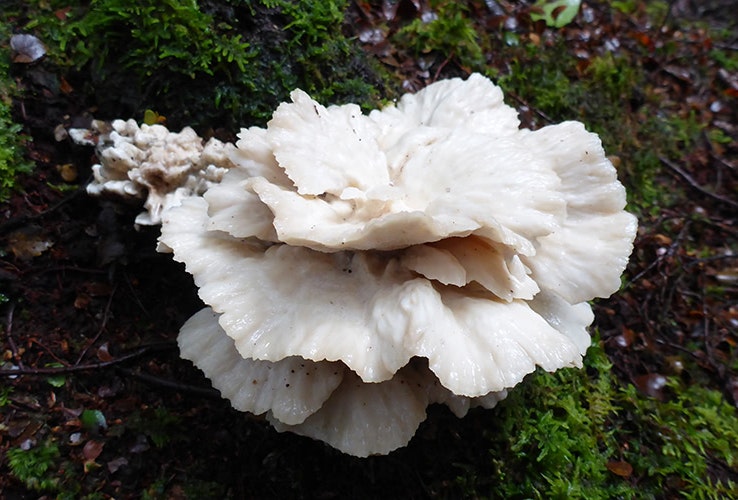 White fungi in the Tarkine