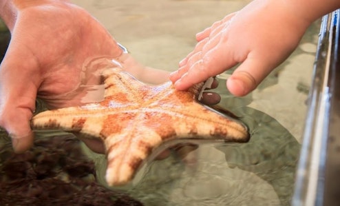 Child touching starfish being lifted out of aquarium pool