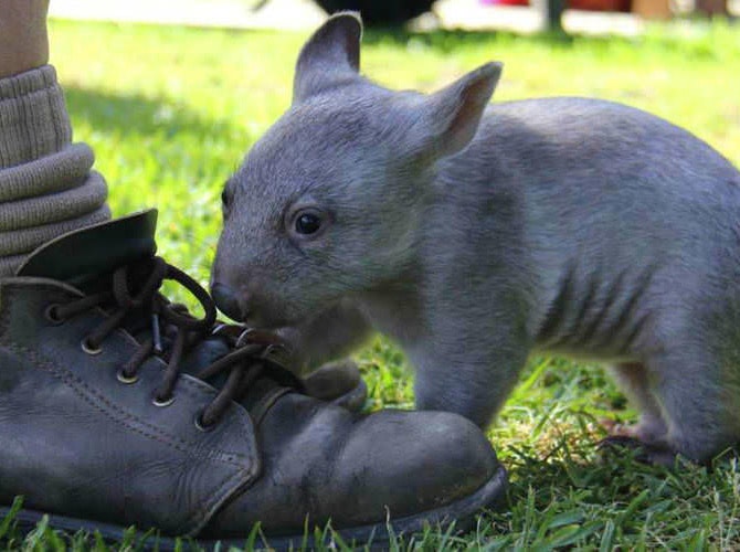 Baby wombat sniffing a shoe