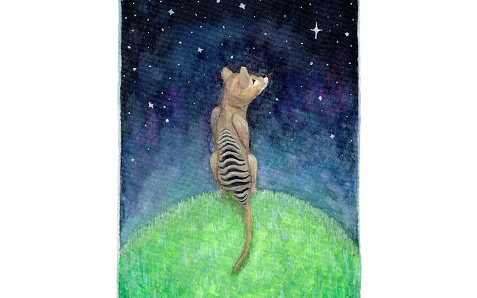 Thylacine artwork by Lucy Smith of Juicy Prints.