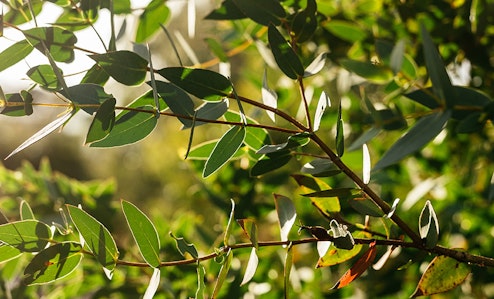 Tree leaves.