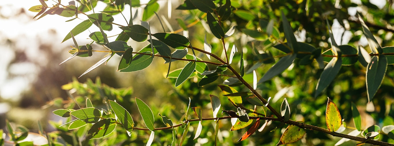 Tree leaves.