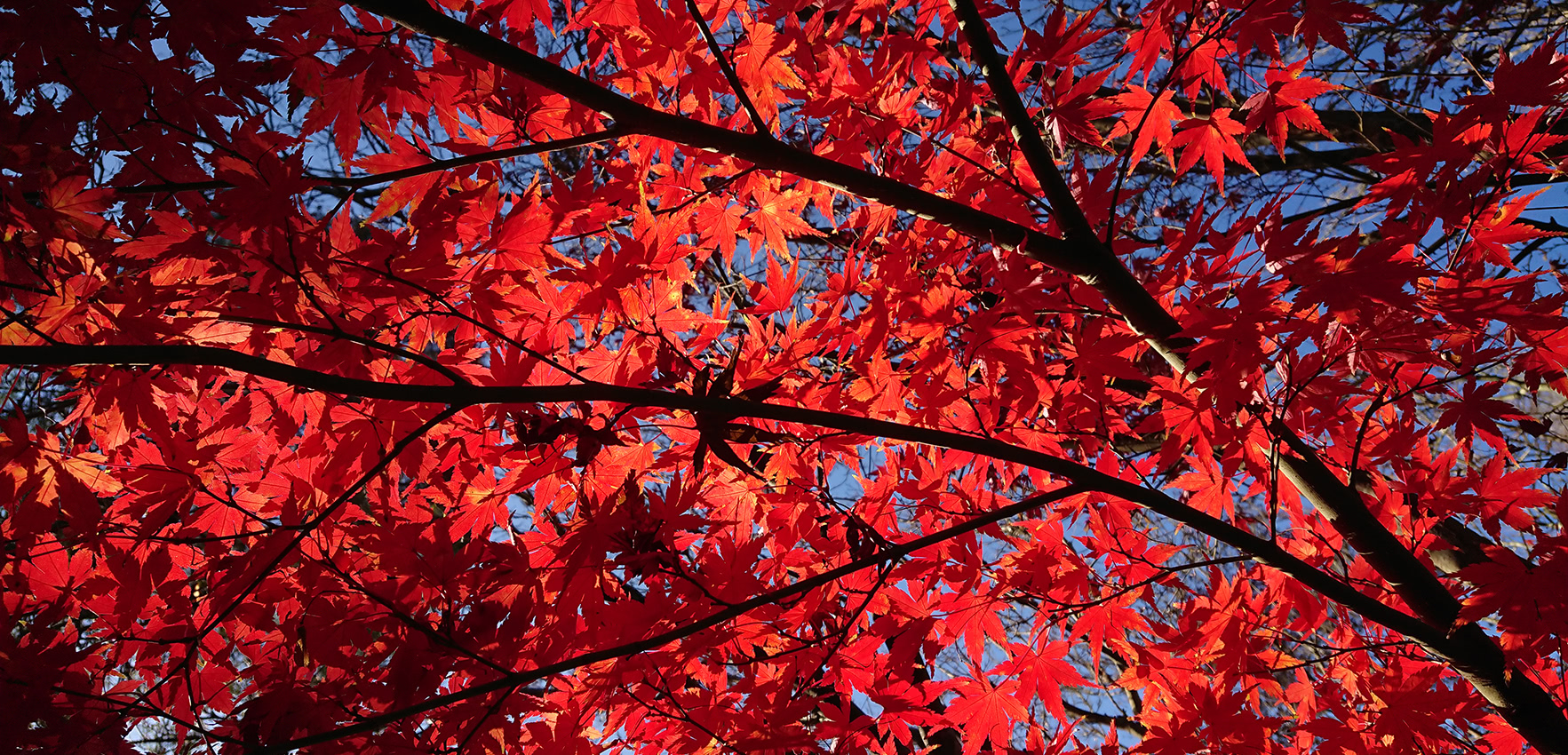 Close up red autumn leaves of a tree