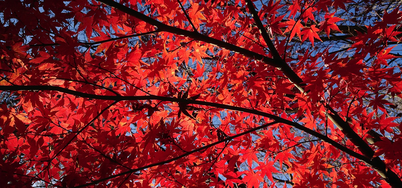 Beautiful autumnal colours at the Tasmanian Arboretum Close up red autumn leaves of a tree