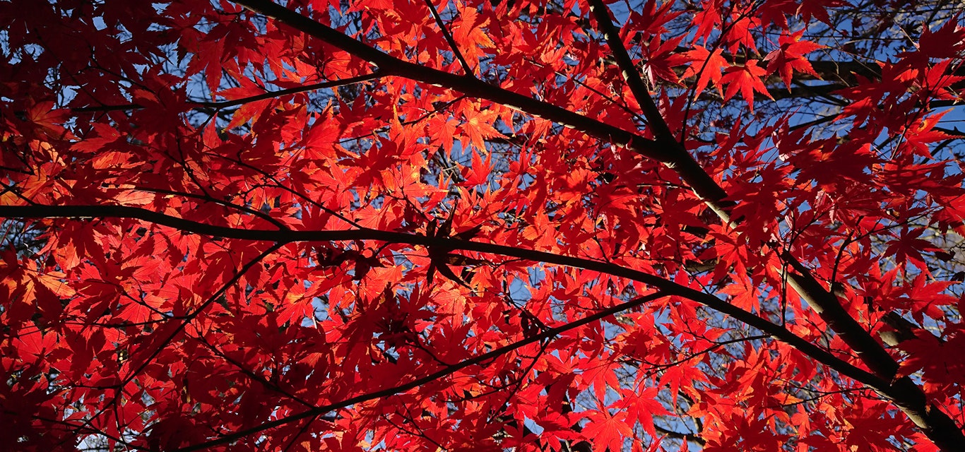 Close up red autumn leaves of a tree