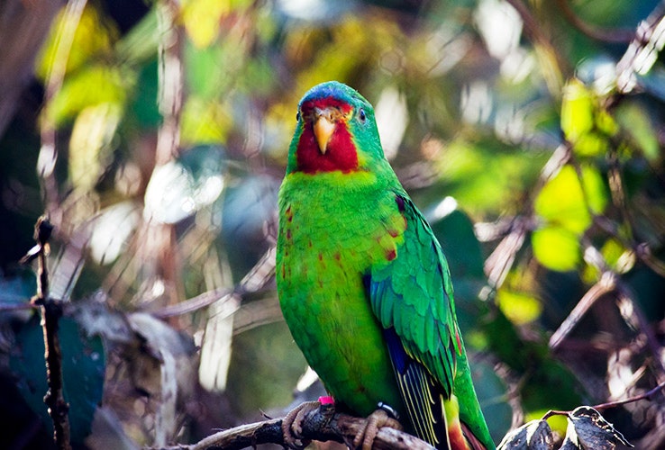 A colourful swift parrot
