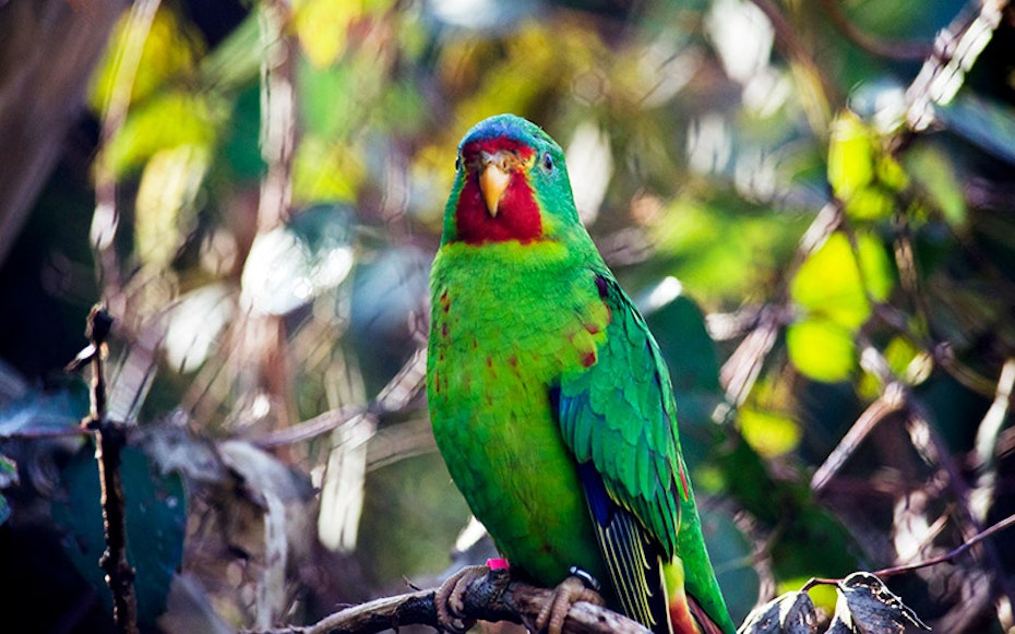 A colourful swift parrot
