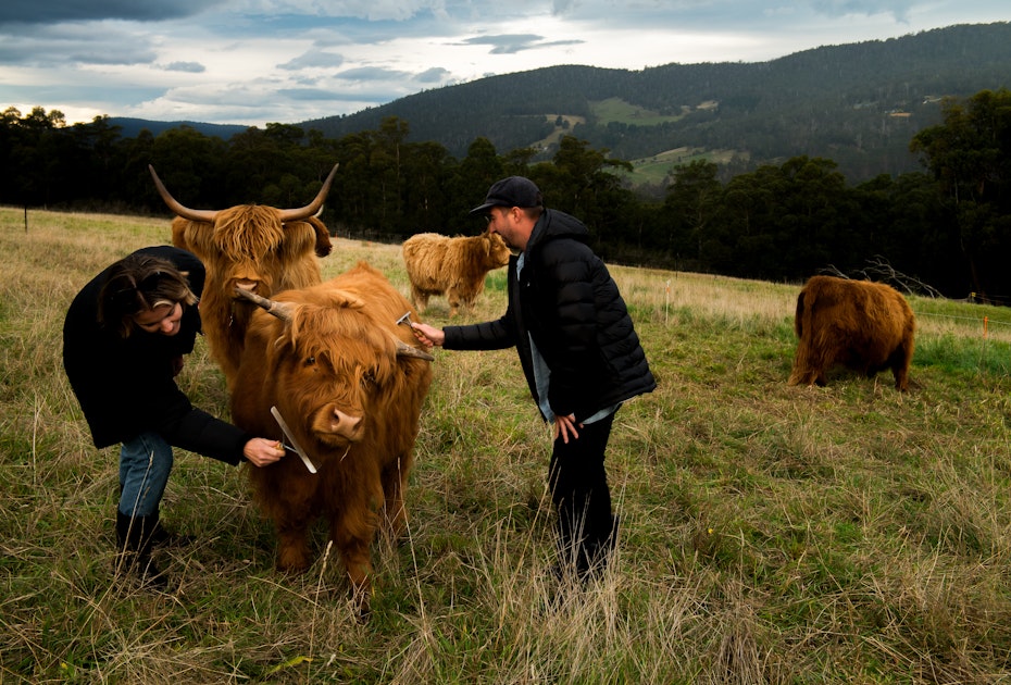 Brushing highland cows in the Huon Valley 