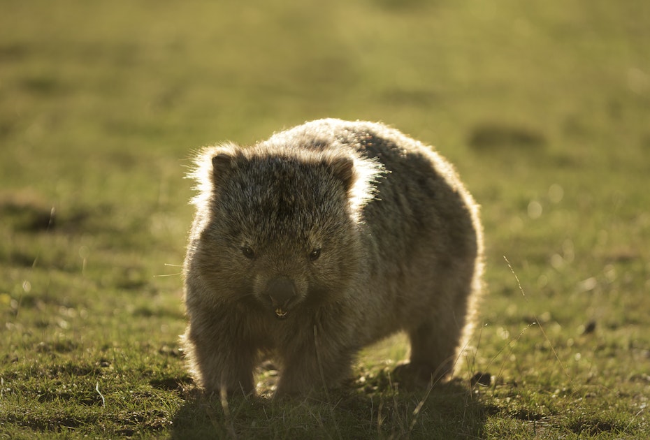 Wombat at Maria Island