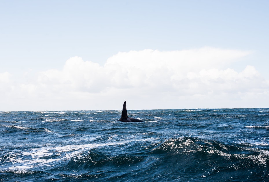 Spotting a killer whale on our Tasman Island Cruises.