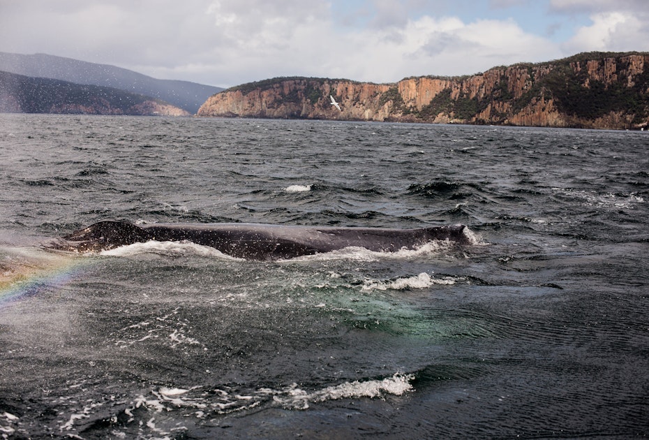 Humpback whale sighting on Tasman Island Cruise.