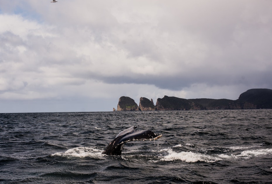 Sighting a whale on our Tasman Island Cruise.