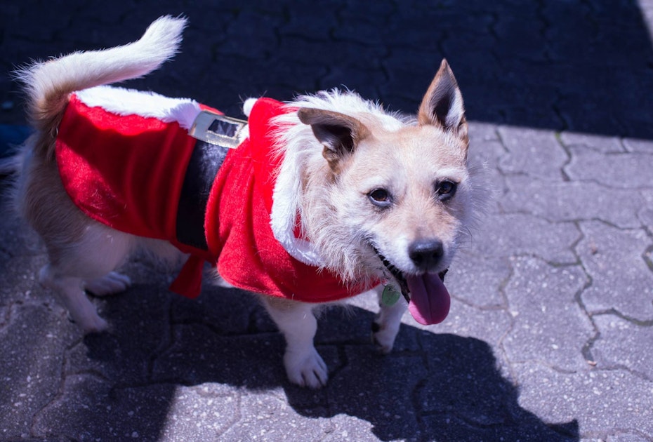 Puppy in Christmas costume.
