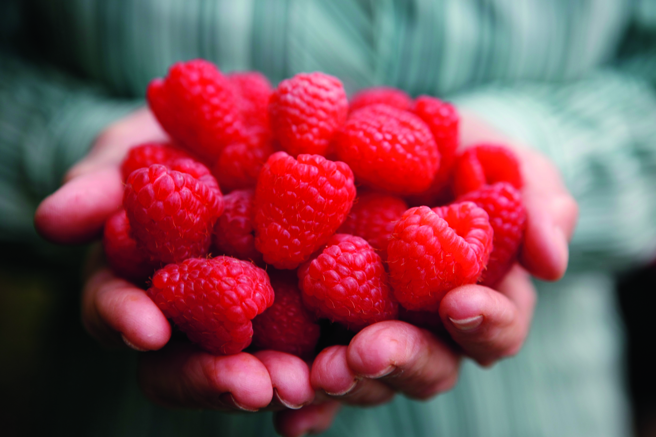 handful of raspberries