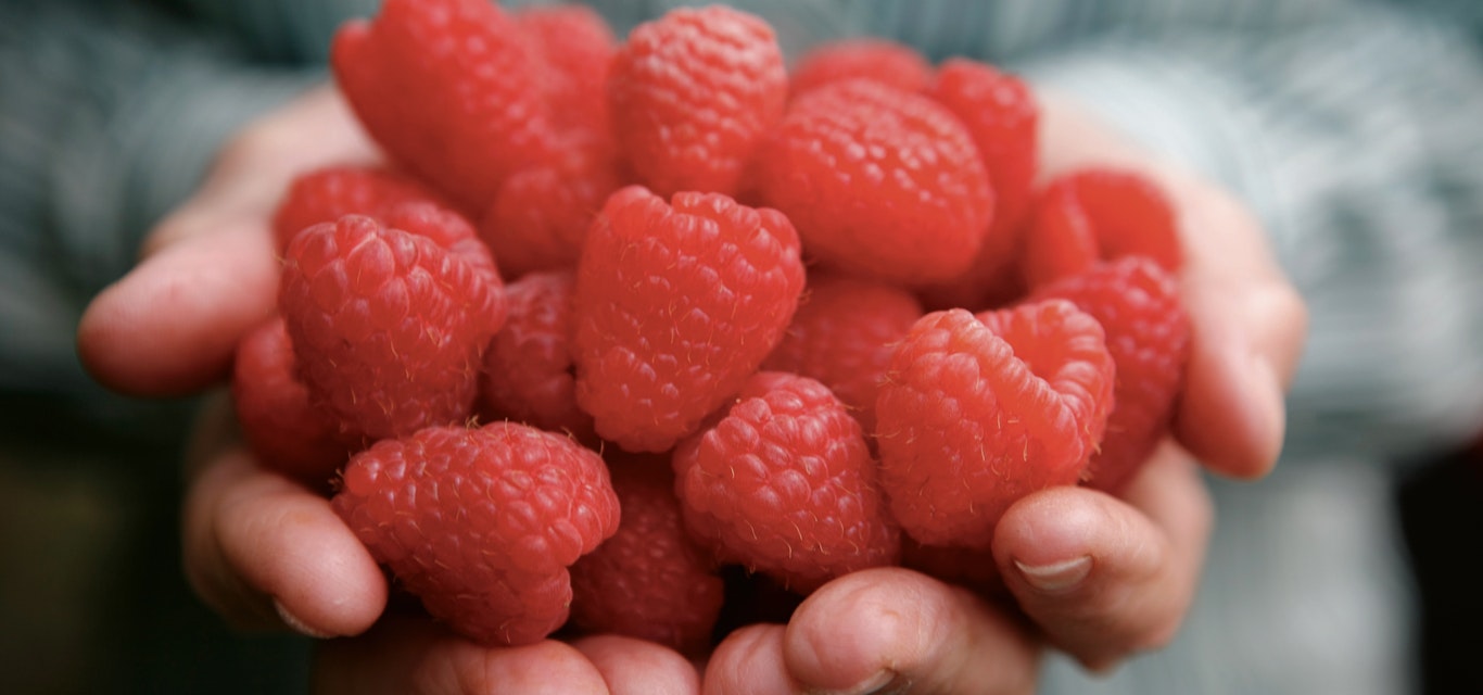 A handful of raspberries from Christmas Hills Raspberry Farm handful of raspberries