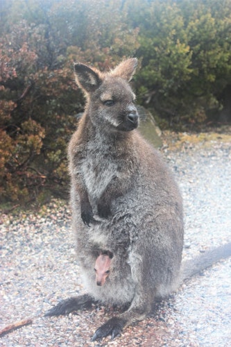 Wallaby with joey in pouch