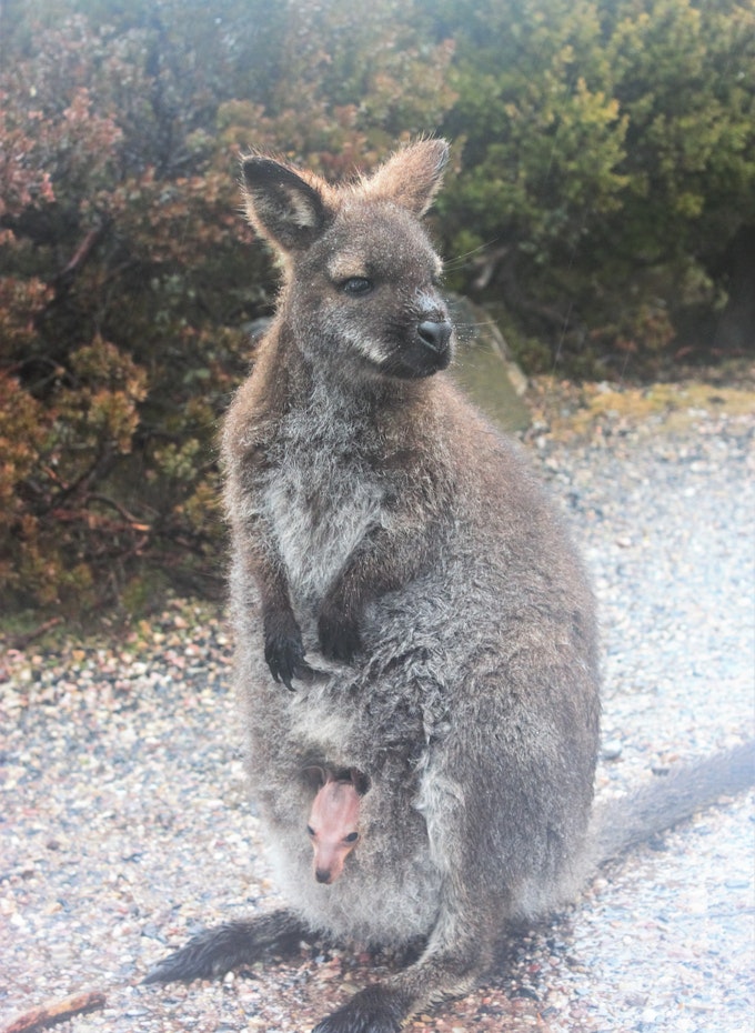 Wallaby with joey in pouch