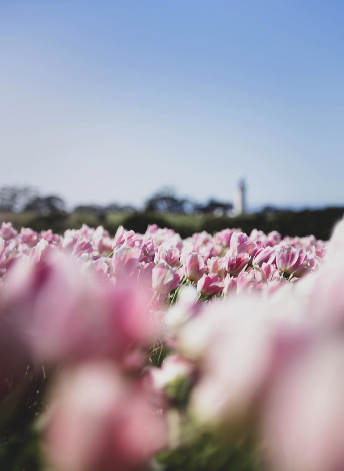 Tulip season in full bloom