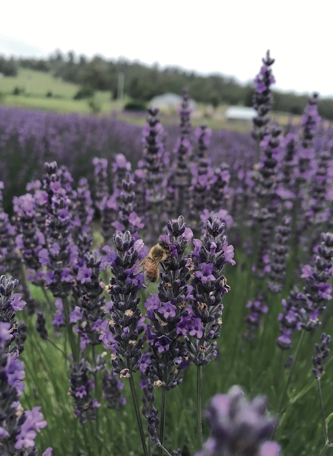 A bee clinging to lavender