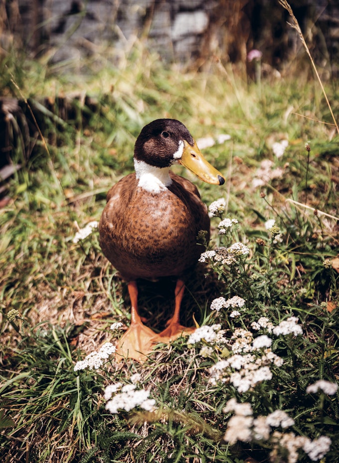 duck standing in garden