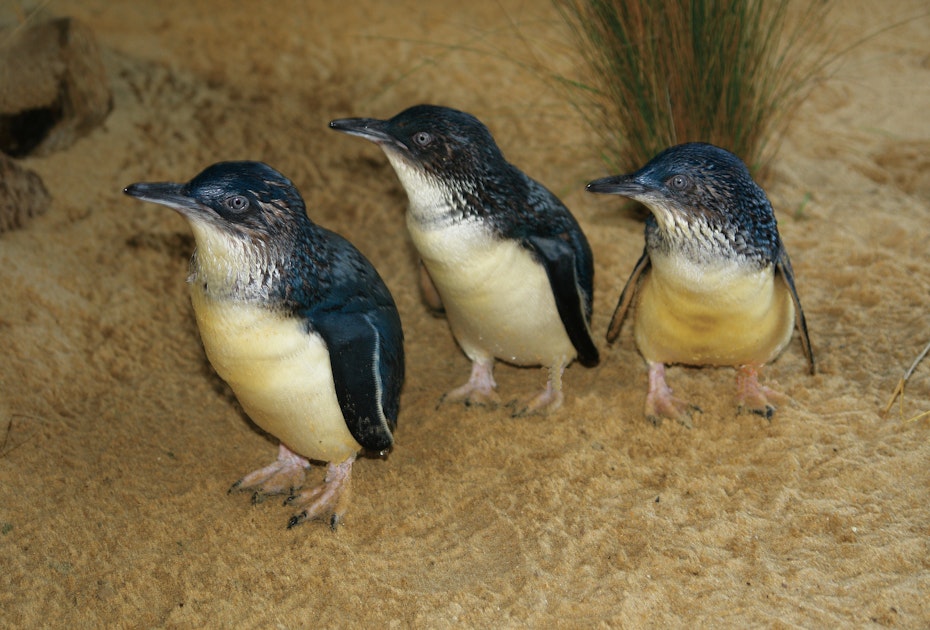 three penguins